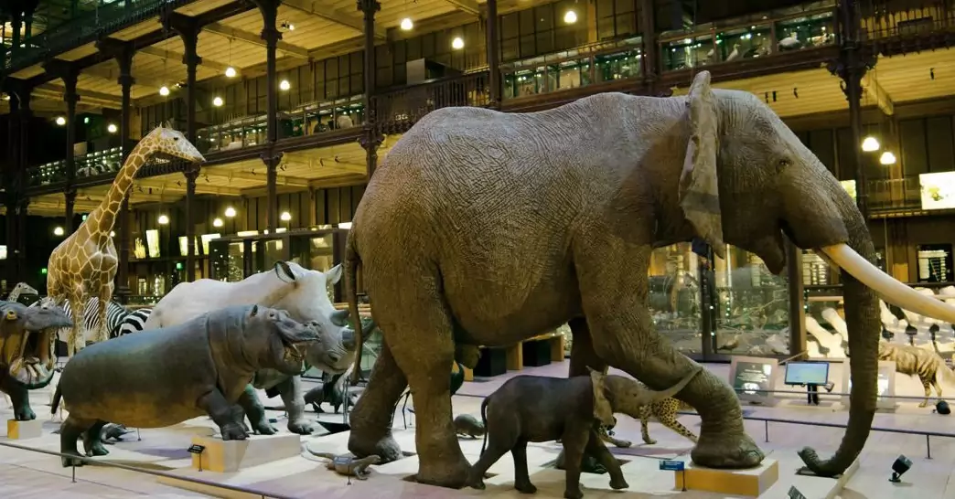 grande galerie de l’évolution (muséum national d'histoire naturelle)