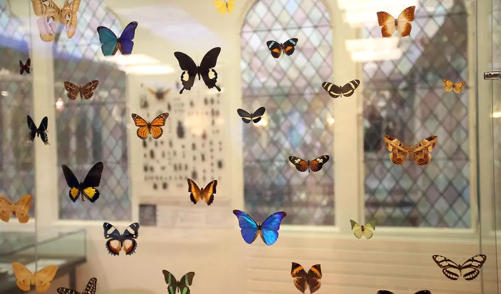 musée entomologique