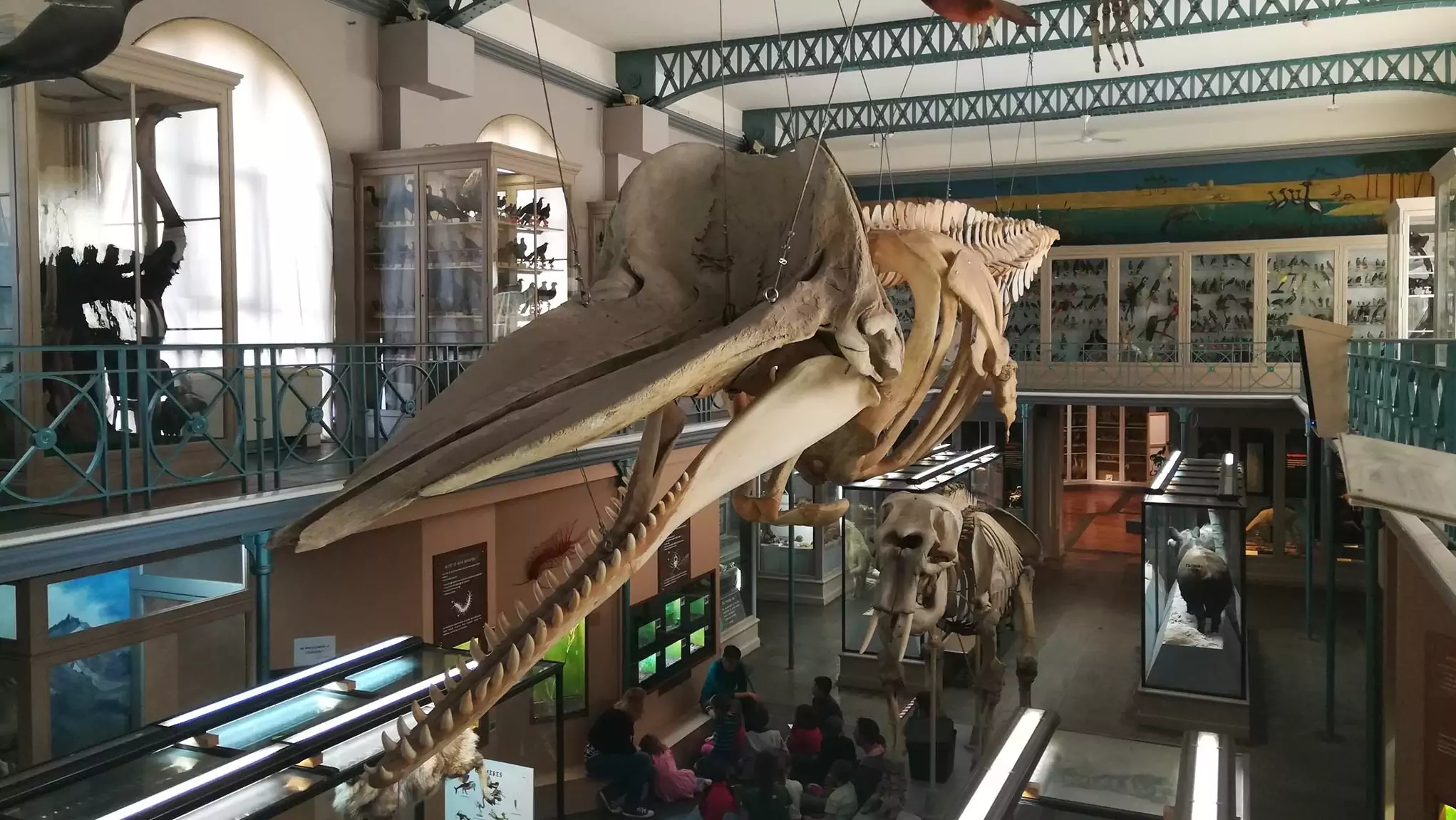 musée d'histoire naturelle et de géologie