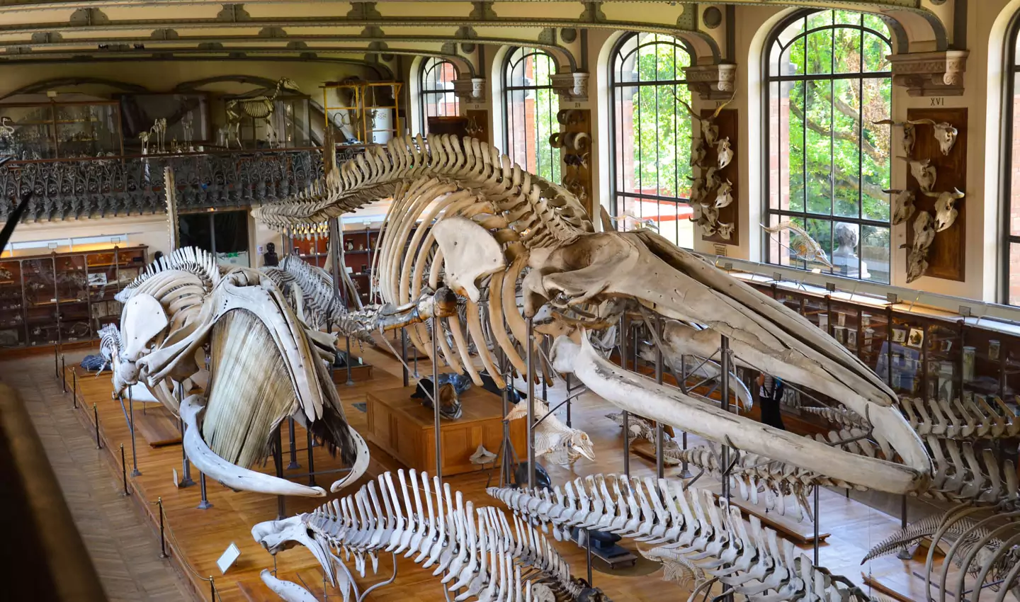 Galeries de paléontologie et d'anatomie comparée (muséum national d'histoire naturelle)